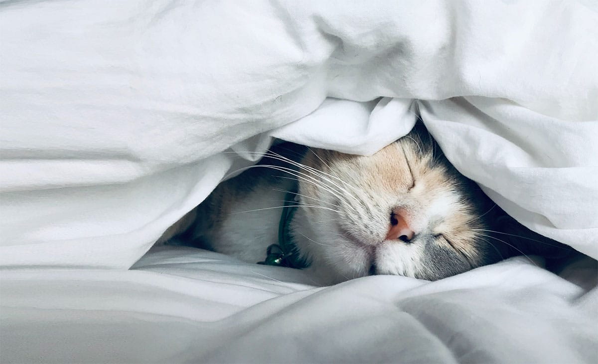 Le Qigong Yoga des Méridiens : Votre allié pour un sommeil réparateur